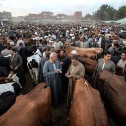 الاحترار والسوق العالمي:كيف يؤدي نقص مياه الشرق الأوسط إلى زيادة الطلب على استيراد الماشية؟