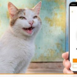 "مياو توك": تطبيق جديد لترجمة مواء القطط! امضي وقتا ممتعا مع قطتك